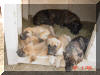 Great Dane Puppies , Great Danes for Sale , Great Dane Breeders
